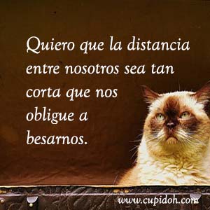 Frases de amor graciosas para dedicar 5 Mensajes de amor Gato grumph 11