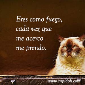 Frases de amor graciosas para dedicar 7 Mensajes de amor Gato grumph 13