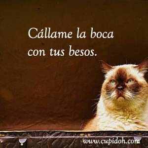 Frases de amor graciosas para dedicar 8 Mensajes de amor Gato grumph 14