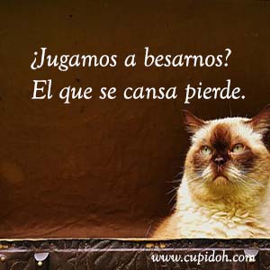 Frases de amor graciosas para dedicar 14 Mensajes de amor Gato grumph 17
