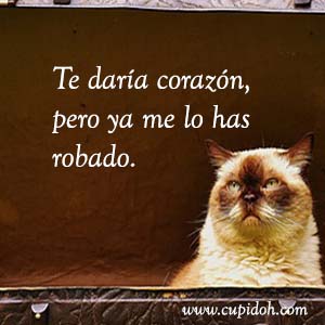 Frases de amor graciosas para dedicar 2 Mensajes de amor Gato grumph 2