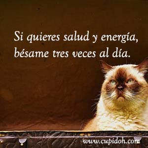 Frases de amor graciosas para dedicar 21 Mensajes de amor Gato grumph 26