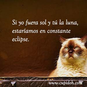 Frases de amor graciosas para dedicar 24 Mensajes de amor Gato grumph 28