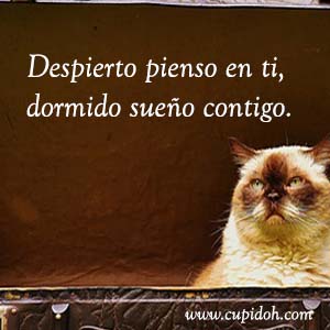 Frases de amor graciosas para dedicar 22 Mensajes de amor Gato grumph 6
