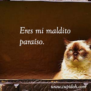 Frases de amor graciosas para dedicar 4 Mensajes de amor Gato grumph 8