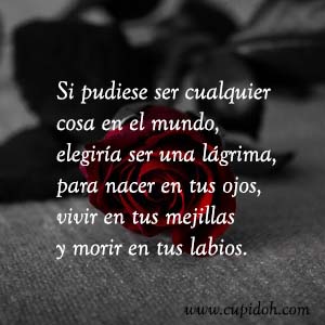 Frases de amor bonitas para dedicar 25 Mensajes de amor Rosa 28