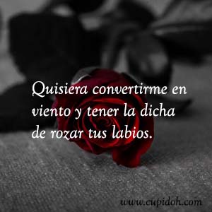 Frases de amor bonitas para dedicar 38 Mensajes de amor Rosa 40