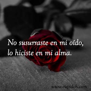Frases de amor bonitas para dedicar 42 Mensajes de amor Rosa 45