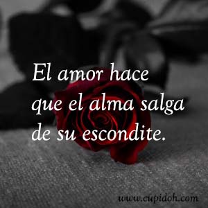 Frases de amor bonitas para dedicar 8 Mensajes de amor Rosa 9