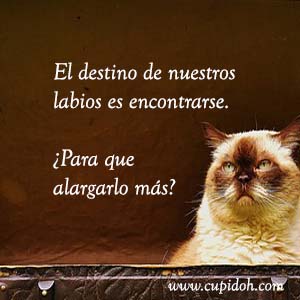 Frases de amor graciosas para dedicar 9 Mensajes de amor Gato grumph 10