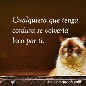 Frases de amor graciosas para dedicar 27 Mensajes de amor Gato grumph 32