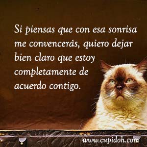 Frases de amor graciosas para dedicar 28 Mensajes de amor Gato grumph 33