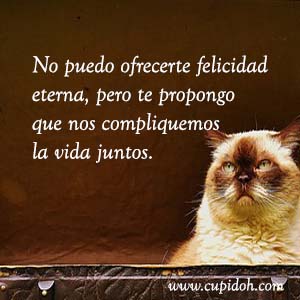 Frases de amor graciosas para dedicar 30 Mensajes de amor Gato grumph 35